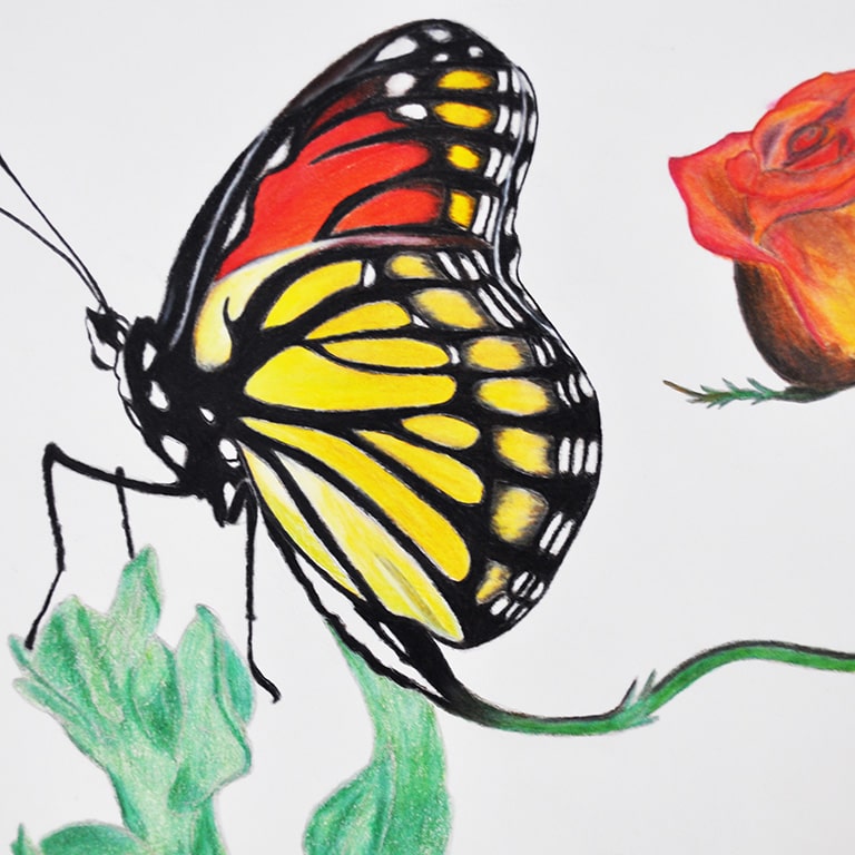 Buttergly Drawing